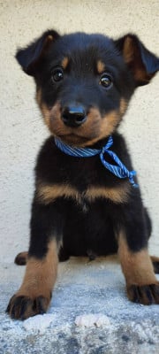 Les chiots de Berger de Beauce