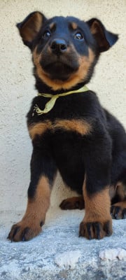 Les chiots de Berger de Beauce