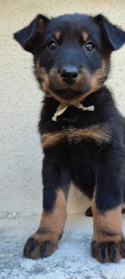 Les chiots de Berger de Beauce