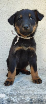 Les chiots de Berger de Beauce