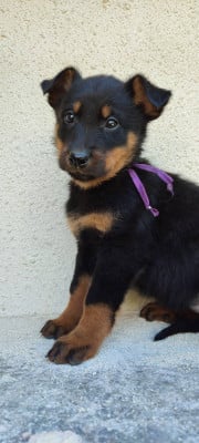 Les chiots de Berger de Beauce