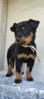 Les chiots de Berger de Beauce