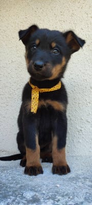 Les chiots de Berger de Beauce