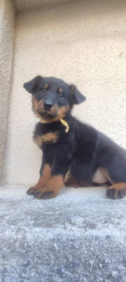 Les chiots de Berger de Beauce