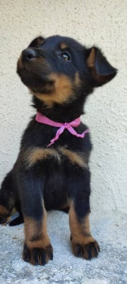 Les chiots de Berger de Beauce