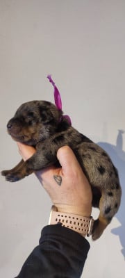 Les chiots de Berger de Beauce