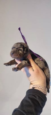 Les chiots de Berger de Beauce