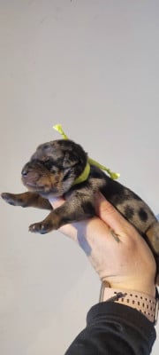 Les chiots de Berger de Beauce