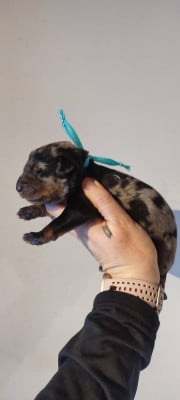 Les chiots de Berger de Beauce