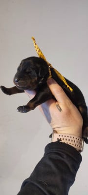 Les chiots de Berger de Beauce