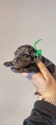 Les chiots de Berger de Beauce