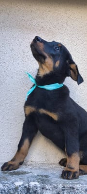 Les chiots de Berger de Beauce