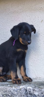 Les chiots de Berger de Beauce