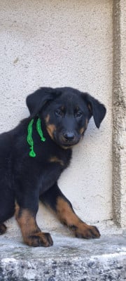 Les chiots de Berger de Beauce