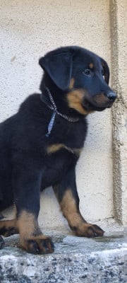 Les chiots de Berger de Beauce