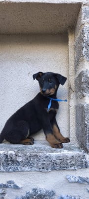 Les chiots de Berger de Beauce