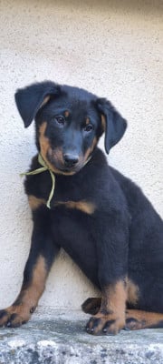 Les chiots de Berger de Beauce