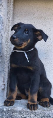 Les chiots de Berger de Beauce