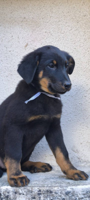 Les chiots de Berger de Beauce