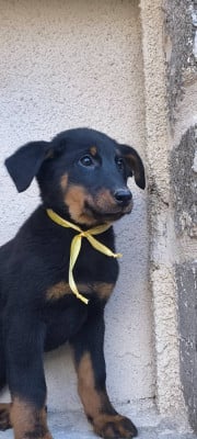 Les chiots de Berger de Beauce