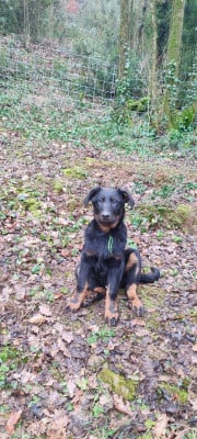 Les chiots de Berger de Beauce