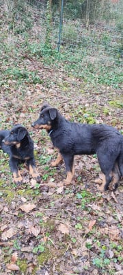 Les chiots de Berger de Beauce