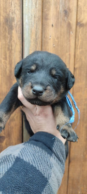 Les chiots de Berger de Beauce