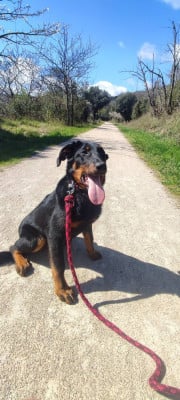 Les chiots de Berger de Beauce