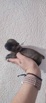 Les chiots de Spitz des Visigoths