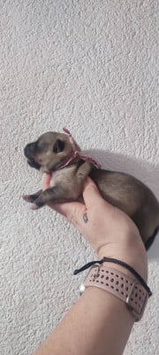 Les chiots de Spitz des Visigoths