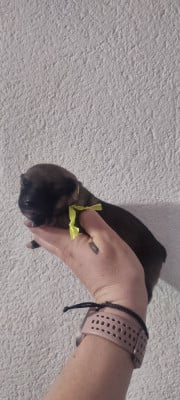 Les chiots de Spitz des Visigoths