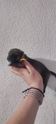 Les chiots de Spitz des Visigoths