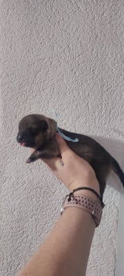 Les chiots de Spitz des Visigoths