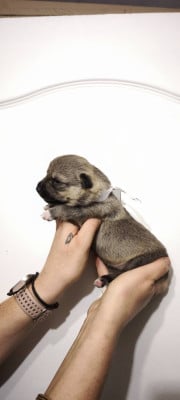 Les chiots de Spitz des Visigoths