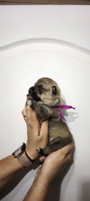 Les chiots de Spitz des Visigoths