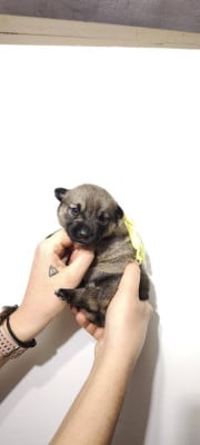 Les chiots de Spitz des Visigoths