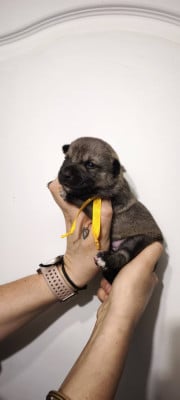 Les chiots de Spitz des Visigoths