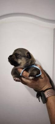 Les chiots de Spitz des Visigoths