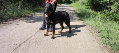 Les chiots de Berger de Beauce