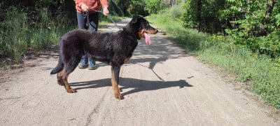Les chiots de Berger de Beauce
