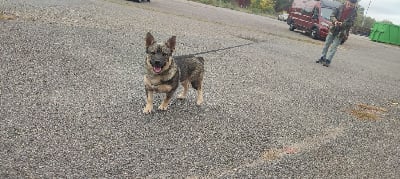 Les chiots de Spitz des Visigoths