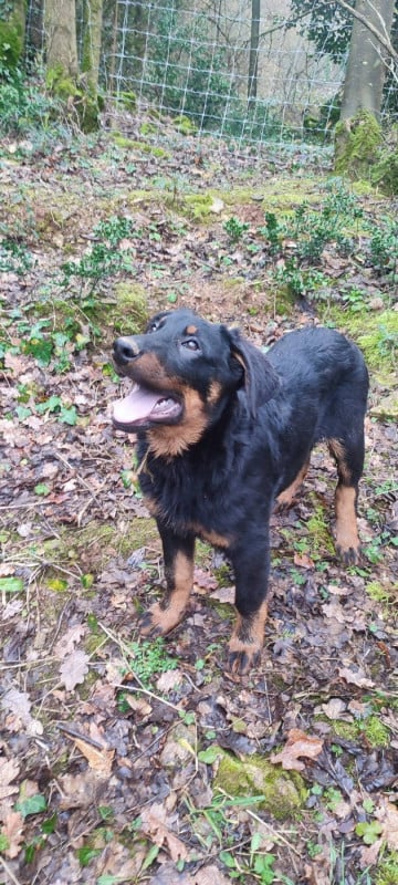 Berger de Beauce - Des Gardiens De Talbes