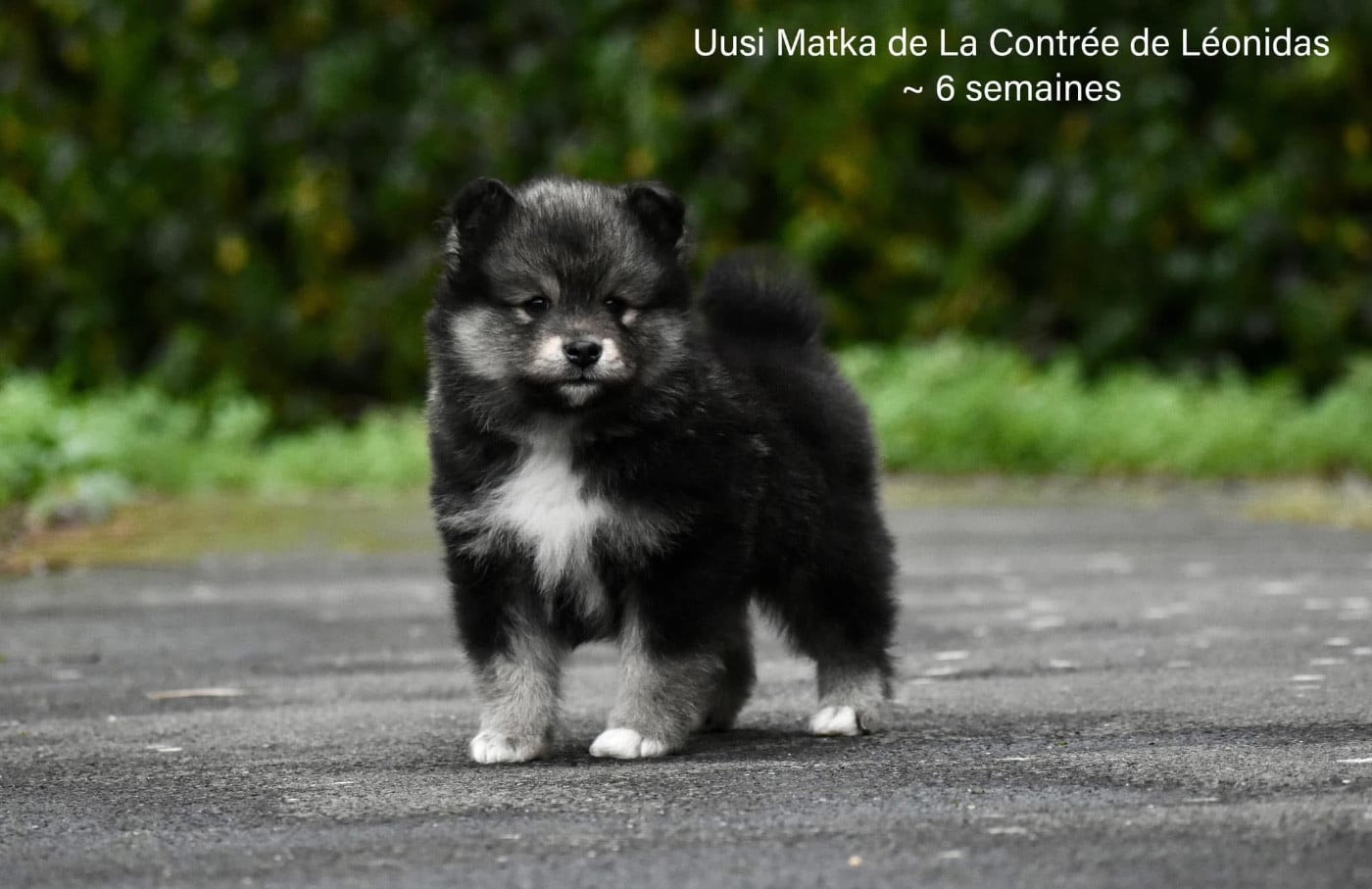 Uusi Matka De La Contrée De Léonidas