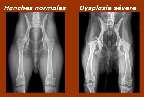 Accueil Elevage De La Contrée De Léonidas Eleveur De