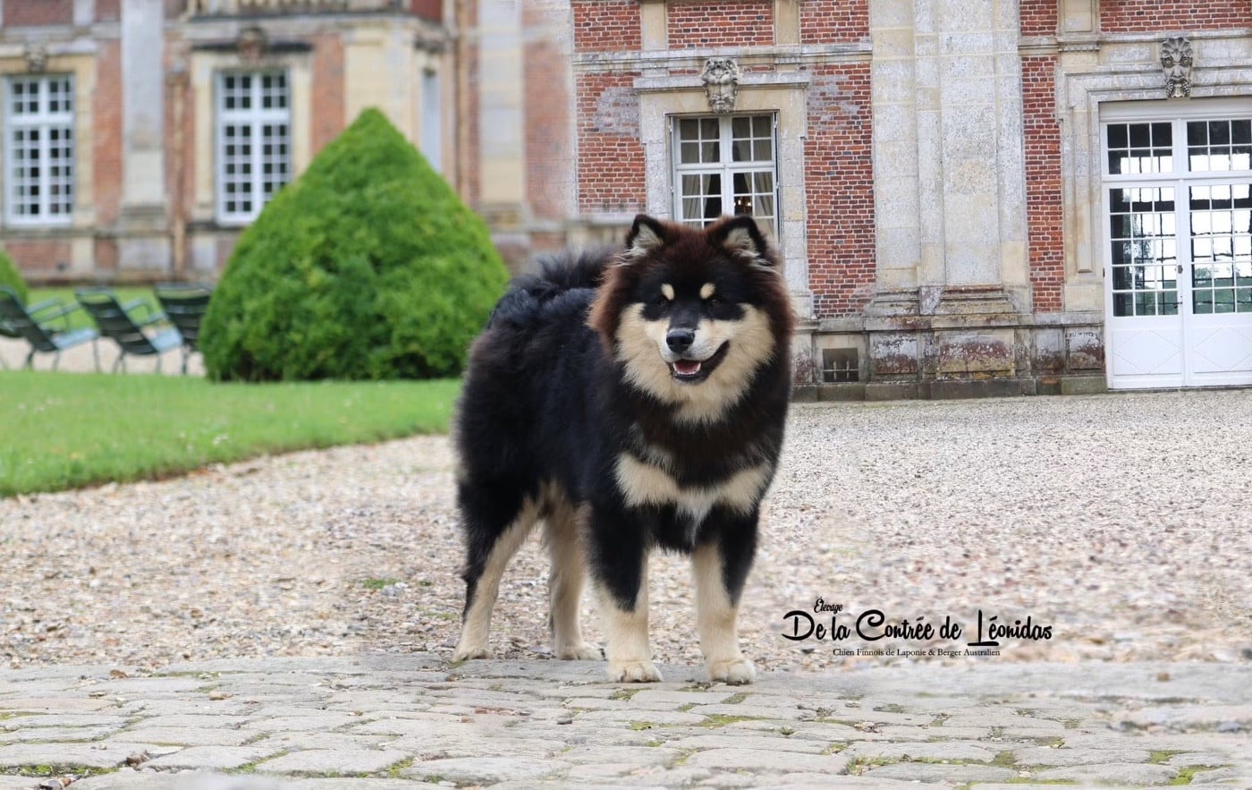 CH. VVaouuuh in Uk Riven De La Contrée De Léonidas - Classe Puppy : 1er Très Prometteur - Meilleur Puppy - Top10 Best in show Puppy