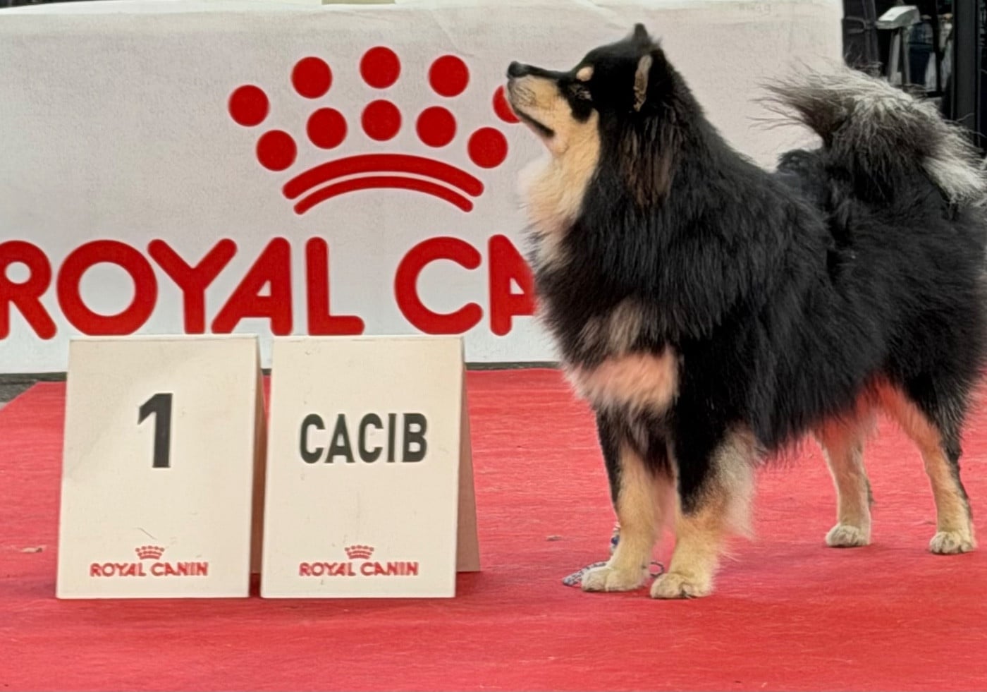 CH. VVaouuuh in Uk Riven De La Contrée De Léonidas - Classe Jeune : 1er Excellent - CACIBJ - Meilleur Jeune (BOBJ)
