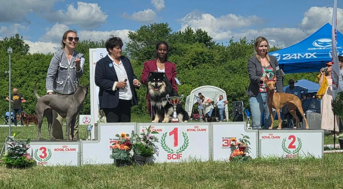 CH. VVaouuuh in Uk Riven De La Contrée De Léonidas - Classe Jeune : 1er Excellent CACSJ - Meilleur Jeune - Meilleur de Race - Meilleur du Groupe 5 + Top10 des Meilleurs Chiens de l exposition !