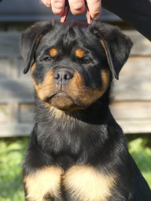 Les chiots de Rottweiler