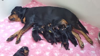 Les chiots de Rottweiler