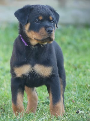 Les chiots de Rottweiler